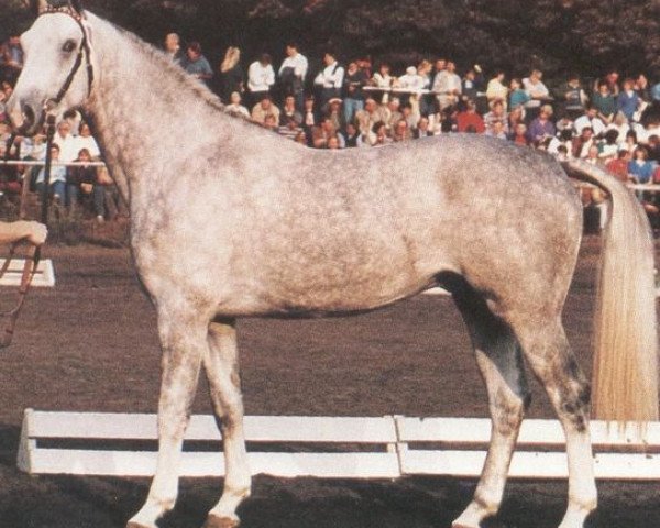 stallion Mexico (Oldenburg, 1984, from Masetto)