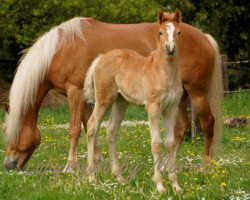 broodmare Seraphina (3,125% ox) (Edelbluthaflinger, 2012, from Werano-Gold)