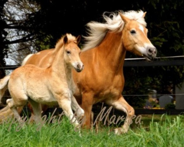 broodmare Lusitania (3,125% ox) (Edelbluthaflinger, 2012, from Werano-Gold)