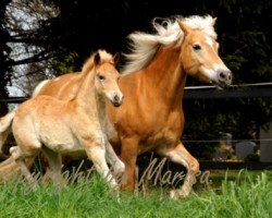 broodmare Lusitania (3,125% ox) (Edelbluthaflinger, 2012, from Werano-Gold)