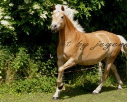 broodmare Lutetia (6,25% ox) (Edelbluthaflinger, 2005, from Weltwind)