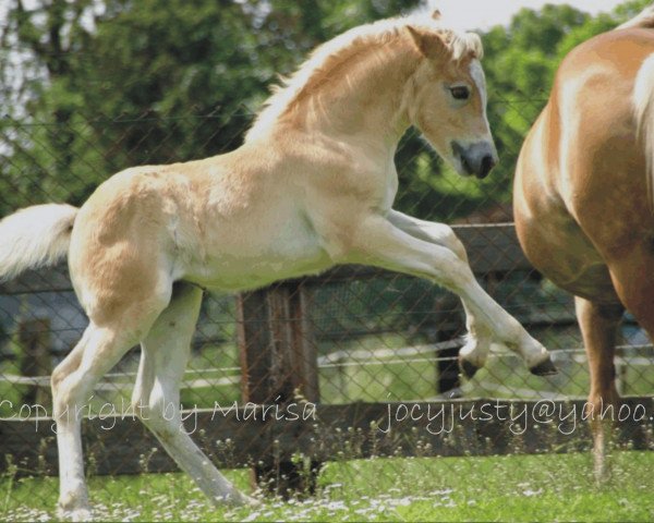 horse Sophie (6,25% ox) (Edelbluthaflinger, 2009, from Steintänzer)