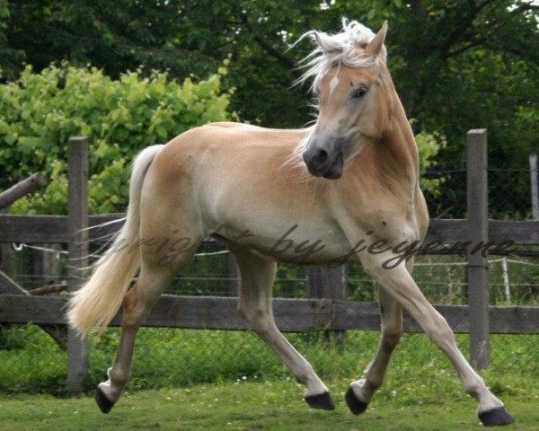 broodmare Sonnenschein (6,25% ox) (Edelbluthaflinger, 2008, from Steintänzer)