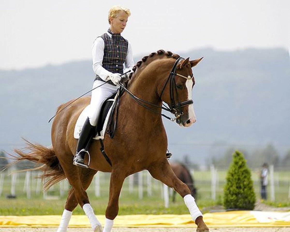 Deckhengst Caprigold (Brandenburger, 1994, von Caprimond)