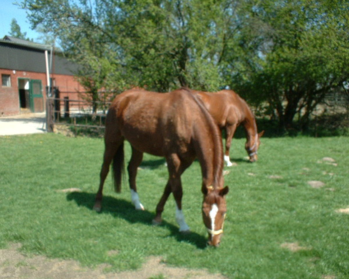broodmare Dorina (Rhinelander, 1994, from Dom Perignon)