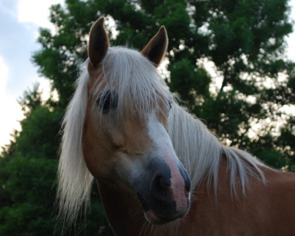 broodmare Schwesi (12,5% ox) (Edelbluthaflinger, 1993, from Modell)