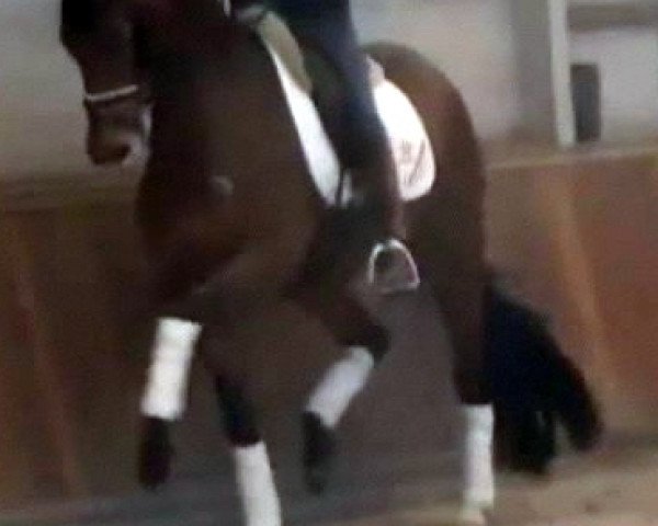 dressage horse Bellestrade (KWPN (Royal Dutch Sporthorse), 2006, from Olivi)
