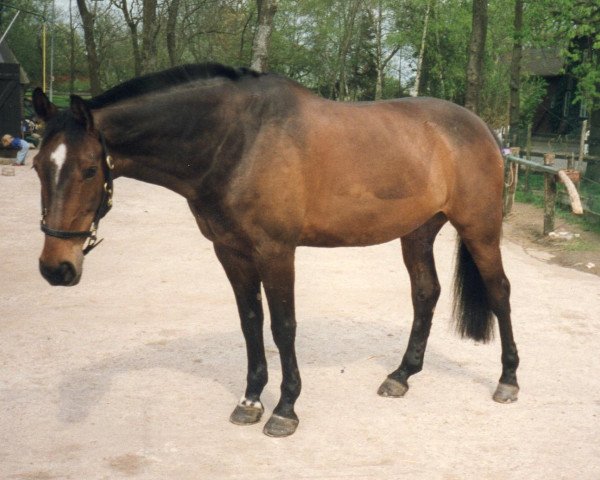 horse Piz Palue 15 (Westphalian, 1988, from Palisander)