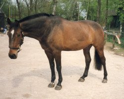 horse Piz Palue 15 (Westphalian, 1988, from Palisander)