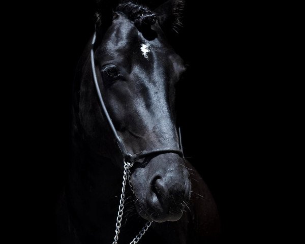 stallion Ramiro (Bosniak, 2007, from Bozo)