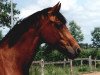 broodmare Libertina 2 (Holsteiner, 1996, from Libertino I)