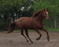 broodmare Cortina (German Sport Horse, 2003, from Corvalon)