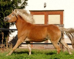 broodmare Safira-May (6,25% ox) (Edelbluthaflinger, 2010, from Maisturm)