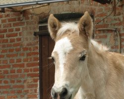 broodmare Swantje-Havva (3,125% ox) (Edelbluthaflinger, 2013, from Wirbelsturm-P)