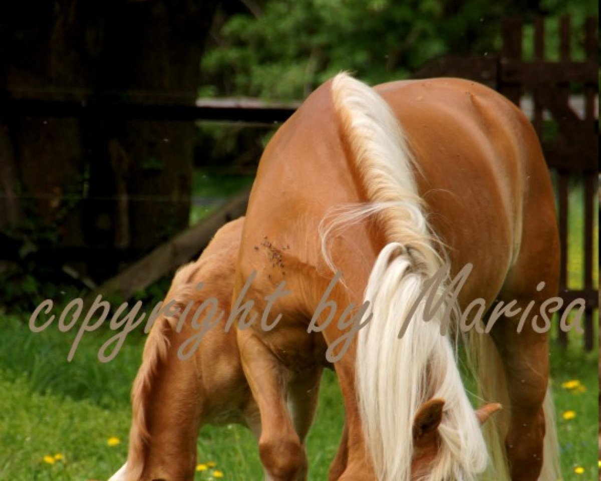 broodmare Sinfonie (6,25% ox) (Edelbluthaflinger, 2005, from Abendsturm)