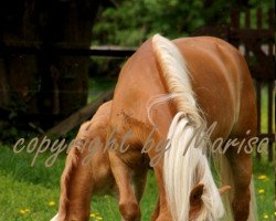 broodmare Sinfonie (6,25% ox) (Edelbluthaflinger, 2005, from Abendsturm)