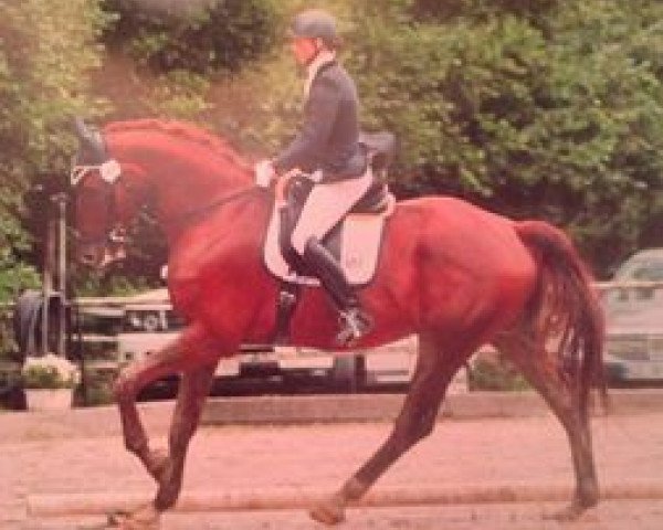 Dressurpferd Floresco 12 (Koninklijk Warmbloed Paardenstamboek Nederland (KWPN), 2007, von Florencio I)