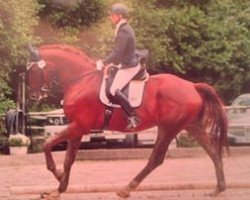 dressage horse Floresco 12 (KWPN (Royal Dutch Sporthorse), 2007, from Florencio I)