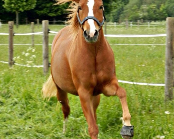 Dressurpferd Celebration (Deutsches Reitpony, 2004, von Duvalier)