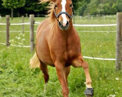 dressage horse Celebration (German Riding Pony, 2004, from Duvalier)