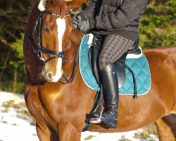 Springpferd Ferlin (Deutsches Sportpferd, 2007, von Ferman)