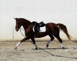 broodmare Avantinea-M (Austrian Warmblood, 2004, from Frühlingsadel)