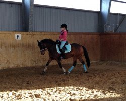 dressage horse Dancer (German Riding Pony, 2003, from Diamond Boy)