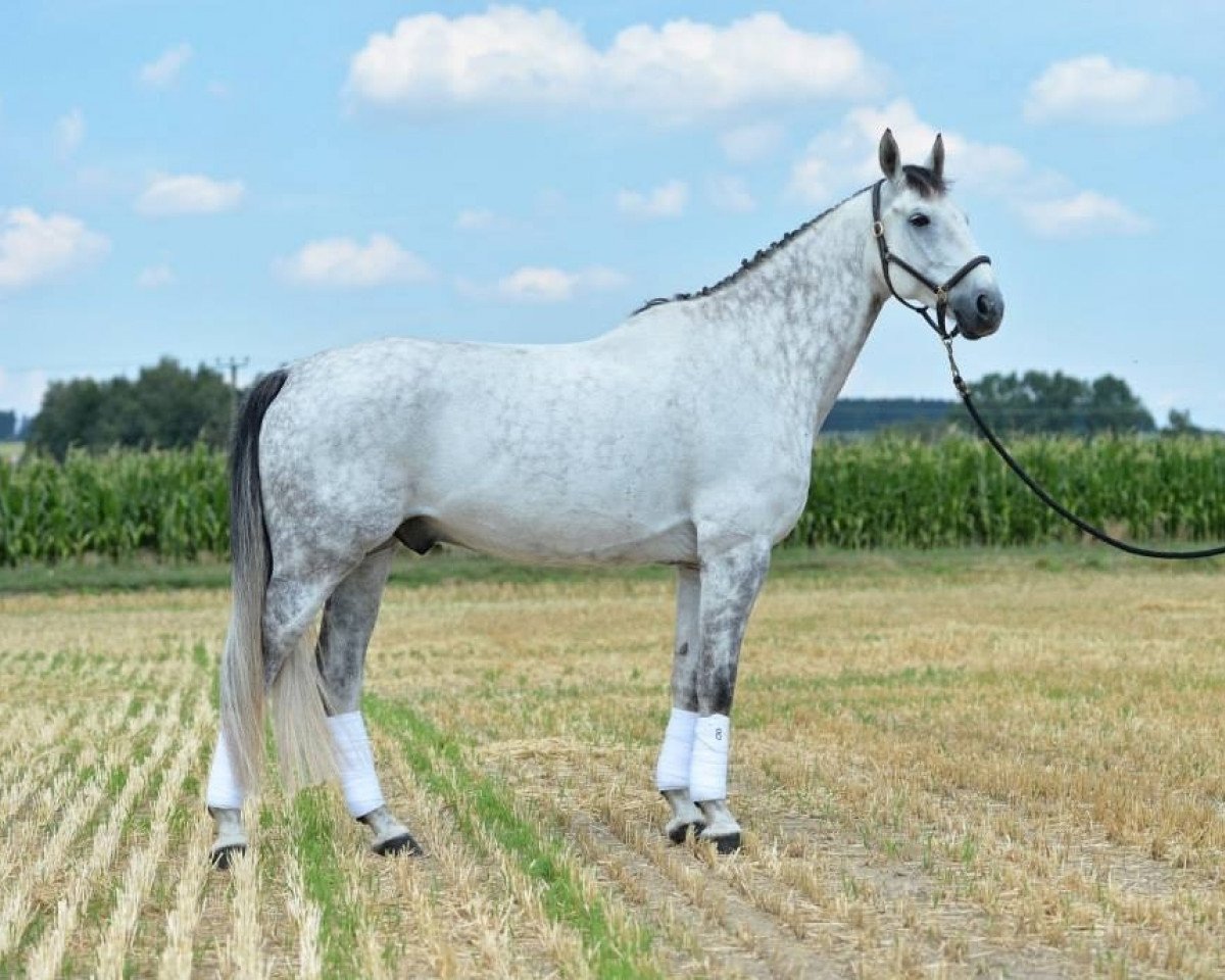 Dressurpferd Aeneas Gb (Oldenburger Springpferd, 2004, von Adelante I)