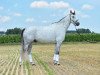 dressage horse Aeneas Gb (Oldenburg show jumper, 2004, from Adelante I)