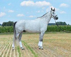 dressage horse Aeneas Gb (Oldenburg show jumper, 2004, from Adelante I)