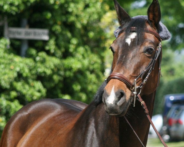 Pferd Loretta 239 (Westfale, 2003, von Lord de Luxe)