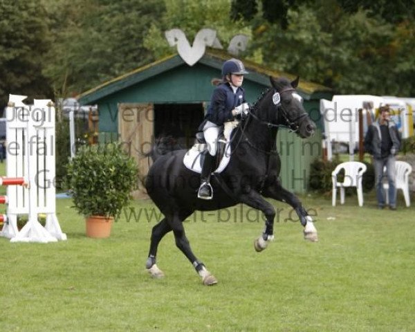 dressage horse Angel's Farah Diba (Welsh-Cob (Sek. C), 1992, from Synod Nickelcoin)