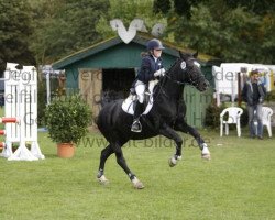 dressage horse Angel's Farah Diba (Welsh-Cob (Sek. C), 1992, from Synod Nickelcoin)