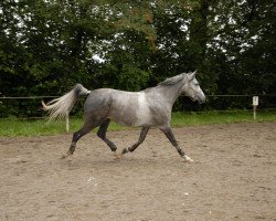 horse Shalan ox (Arabian thoroughbred, 2005, from Sharek ox)