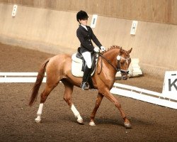 dressage horse Domingo (German Riding Pony, 2009, from FS Don't Worry)