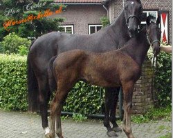 Springpferd Grossoshadow (Rheinländer, 2004, von Moosbachhofs Goldwing)