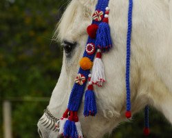 broodmare Ghazaleh ox (Arabian thoroughbred, 1981, from Maddah EAO)