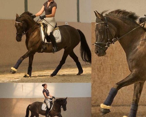 broodmare Doro 25 (German Riding Pony, 2000, from Danny Gold)