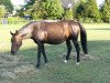 broodmare Fake Lady (Westphalian, 2001, from Frühlingsrausch)