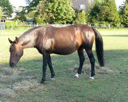 broodmare Fake Lady (Westphalian, 2001, from Frühlingsrausch)