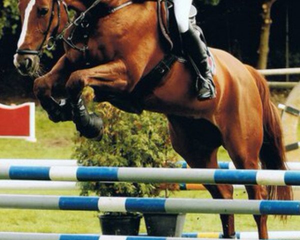 dressage horse Allegra (Hessian Warmblood, 2000, from Amalgan)