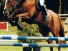 dressage horse Allegra (Hessian Warmblood, 2000, from Amalgan)