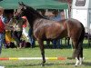 broodmare Madeira K (German Riding Pony, 2008, from Halifax)