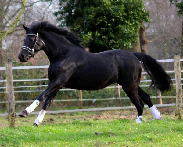 broodmare Ganzenette (German Riding Pony, 2008, from Valdez HS)