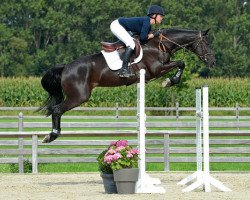 broodmare Estefania (Hanoverian, 2005, from Escudo I)