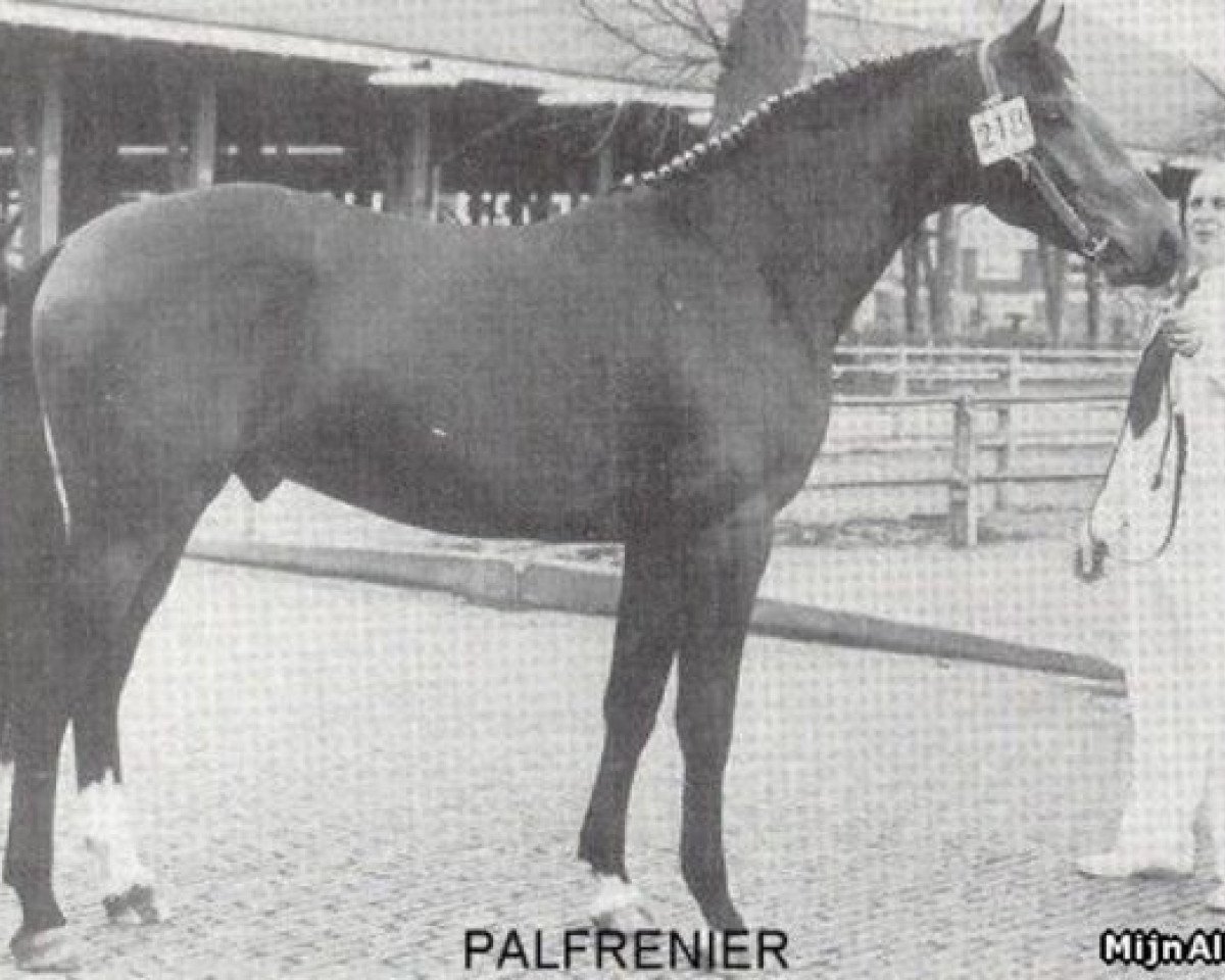 Deckhengst Palfrenier (KWPN (Niederländisches Warmblut), 1974, von Joost)