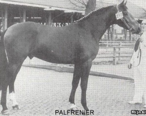 Pferd Palfrenier (Koninklijk Warmbloed Paardenstamboek Nederland (KWPN), 1974, von Joost)