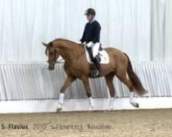 dressage horse Flavius F (Hanoverian, 2010, from Florencio I)