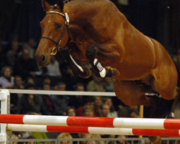 stallion Carson Ask (Holsteiner, 2001, from Carnute)