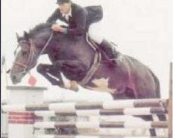 stallion Leopard du Castel (Selle Français, 1977, from Quastor)